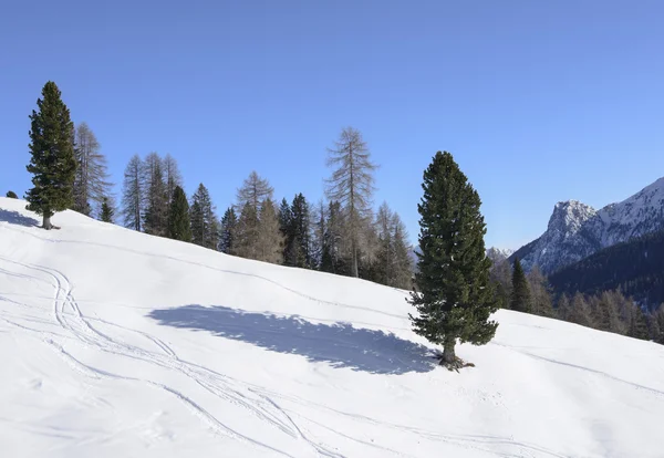 Nadelbaum und Schatten am schneebedeckten Hang, Costalunga Pass — Stockfoto