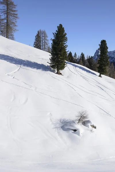 Bäume und ihr Schatten am schneebedeckten Hang, der Costalunga Pass — Stockfoto