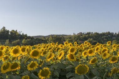 kutsal vadi 10, rieti tarlada ayçiçeği