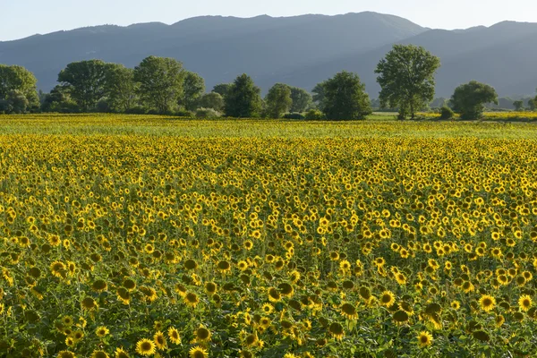 Sunflowers fields in the holy valley 15, Rieti — Stock Photo, Image