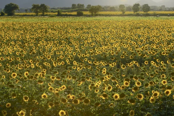 Solrosor fält i den heliga dalen 16, rieti — Stockfoto