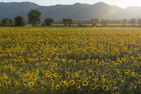 Sunflowers fields in the holy valley 13, Rieti — Stock Photo, Image