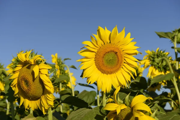 Sunflowers in the holy valley 02, Rieti — Stock Photo, Image