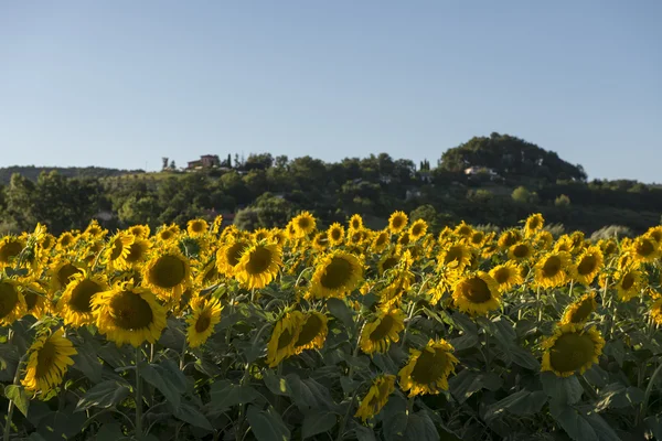 Sunflowers fields in the holy valley 09, Rieti — Stock Photo, Image