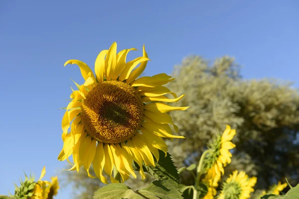 Sunflowers in the holy valley 01, Rieti — Stock Photo, Image