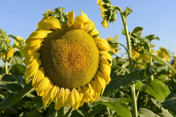 Sunflowers in the holy valley 05, Rieti — Stock Photo, Image