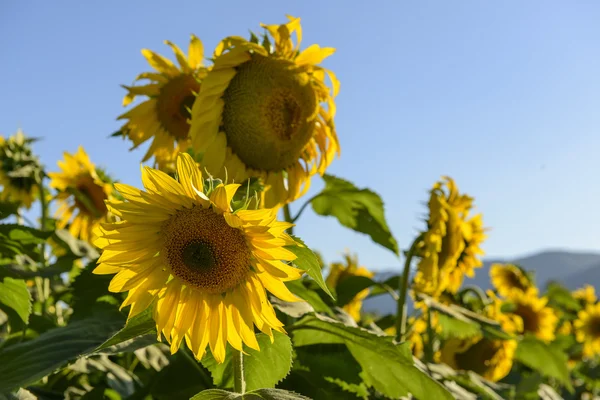 Sunflowers in the holy valley 03, Rieti — Stock Photo, Image