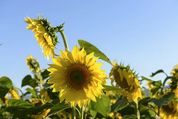 Sunflowers in the holy valley 04, Rieti — Stock Photo, Image