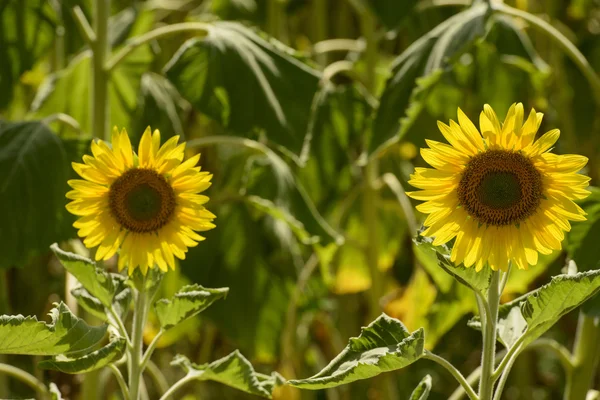 Sunflowers in the holy valley 19, Rieti — Stock Photo, Image