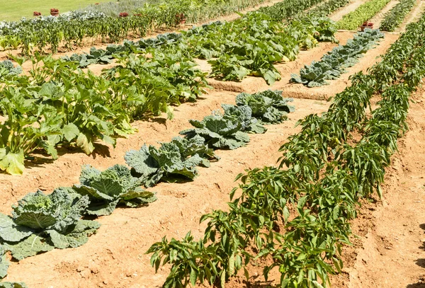 Vegetables line in orchard at La Foresta Franciscan monastery, R — Stock Photo, Image