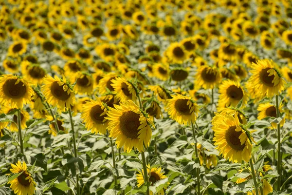 Sunflowers in the holy valley 14, Rieti — Stock Photo, Image