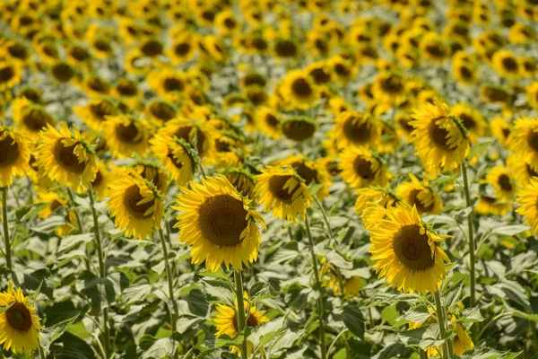 Sunflowers in the holy valley 15, Rieti — Stock Photo, Image