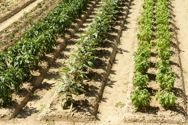 Vegetables in rows in orchard at La Foresta Franciscan monastery — Stock Photo, Image