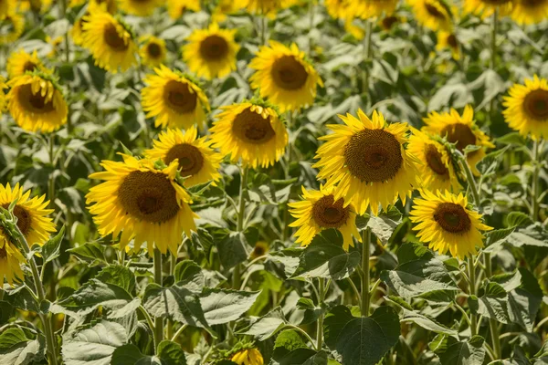 Sunflowers in the holy valley 18, Rieti — Stock Photo, Image