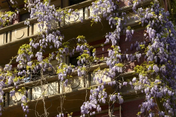 Spring in Milan, blossoming wisteria 02 — Stock Photo, Image
