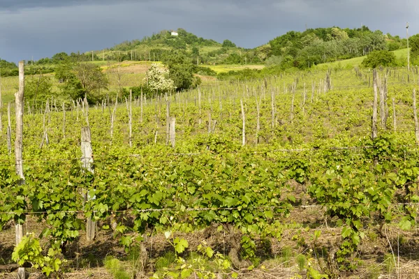 Pagórkowaty winnicy w pobliżu volpedo, Piemontu, Włochy — Zdjęcie stockowe