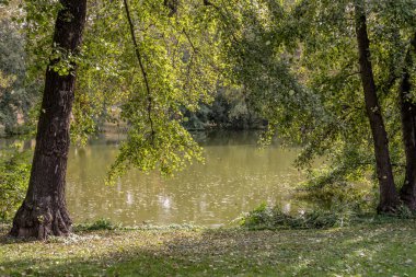  Göl kıyısındaki yemyeşil bitki örtüsü şehir merkezindeki parkta, Stuttgart, Baden Wuttenberg, Almanya 'da parlak sonbahar ışığında çekildi.