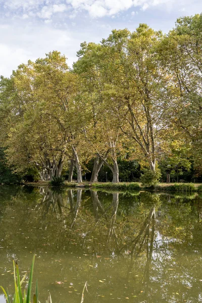 Landschaft Mit Hohen Platanen Ufer Des Sees Park Aufgenommen Hellen — Stockfoto