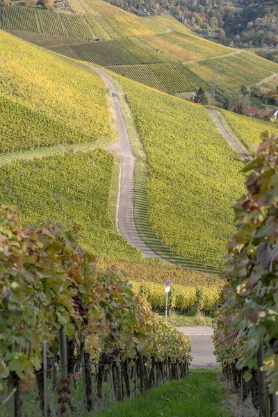 Voorzien Van Heuvelachtige Wijngaarden Met Meerdere Plantenlijnen Geschoten Fel Herfstlicht — Stockfoto