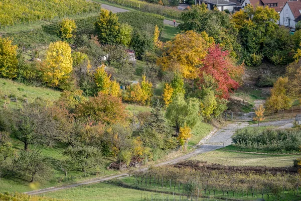 Queda Paisagem Com Folhas Coloridas Árvores Entre Vinhas Perto Aldeia — Fotografia de Stock