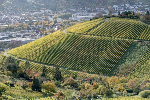 Fall Landscape Colorful Rows Vines Vineyards Hill Unterturkheim Borrough Shot — Stock Photo, Image