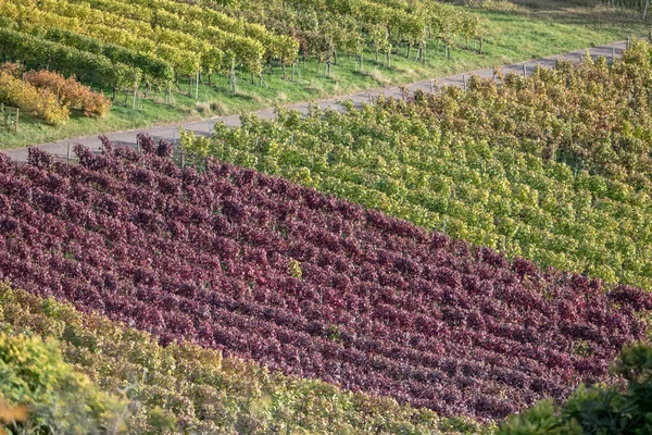 Vallandschap Met Kleurrijke Bladeren Rijen Wijnstokken Wijngaarden Hellingen Buurt Van — Stockfoto