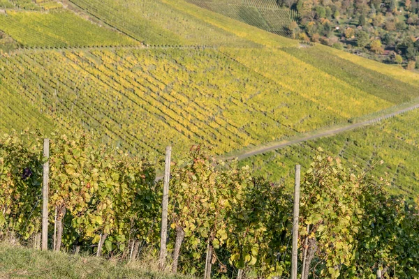 Rebenreihen Mit Herbstblättern Weinbergen Hängen Bei Rotenberg Aufgenommen Hellen Herbstlicht — Stockfoto