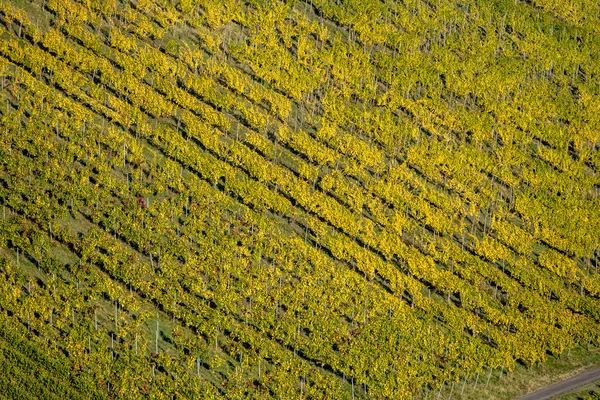 秋の風景とブドウ畑の列の秋の葉ローテンベルク近くの斜面にブドウ畑 ドイツのシュトゥットガルト近くの明るい秋の光の中で撮影 — ストック写真
