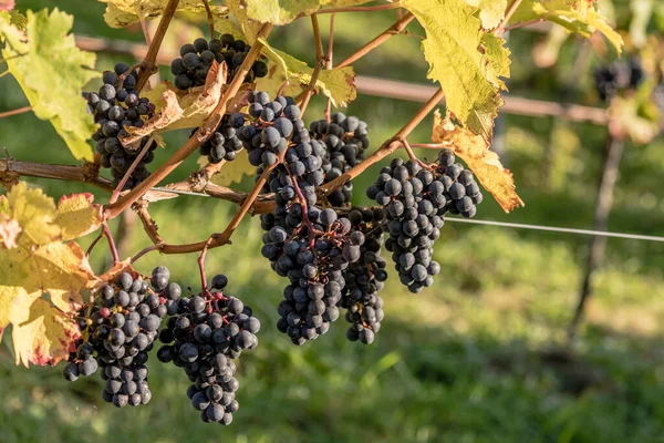 Detalhe Uvas Maduras Vinha Perto Rotenberg Filmado Luz Brilhante Queda — Fotografia de Stock