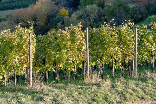 Detail Von Rebenreihen Mit Fallendem Laub Weinbergen Hanglagen Bei Rotenberg — Stockfoto