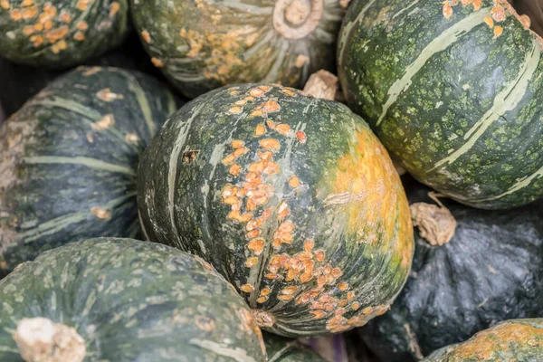 Grüne Kürbisse Auf Dem Wochenmarkt Aufgenommen Hellen Herbstlicht Stuttgart Deutschland — Stockfoto