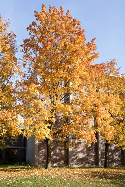 Cityscape Trees Fall Warm Foliage Urban Park Shot Bright Fall — Stock Photo, Image