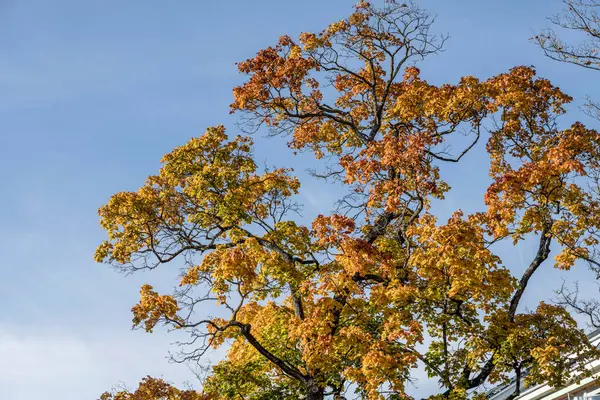 Paisaje Urbano Con Colorido Follaje Árbol Alto Cielo Claro Brillante —  Fotos de Stock