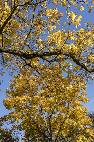 Cityscape Yellow Foliage Tall Trees Bright Clear Sky Shot Bright — Stock Photo, Image