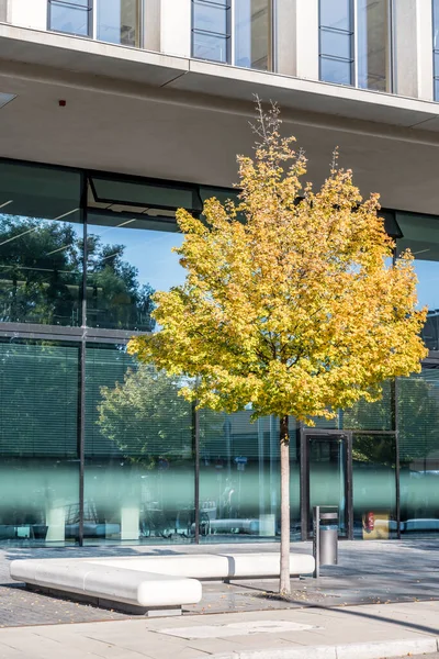 비즈니스 허브의 어린나무에 슈투트가르트에서 빛으로 — 스톡 사진