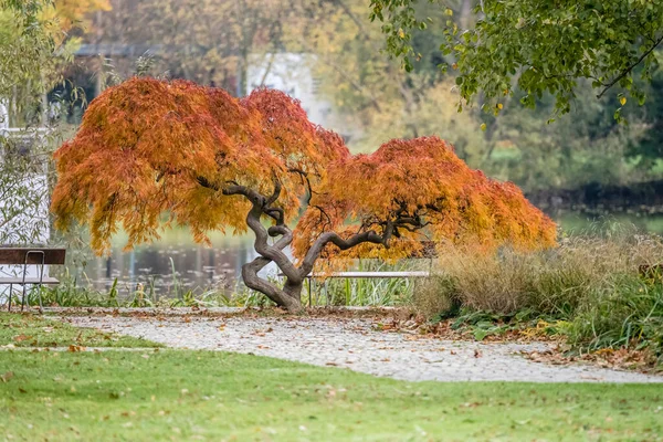 Cityscape Colorful Foliage Decorative Tree Castle Park City Center Shot — Stock Photo, Image