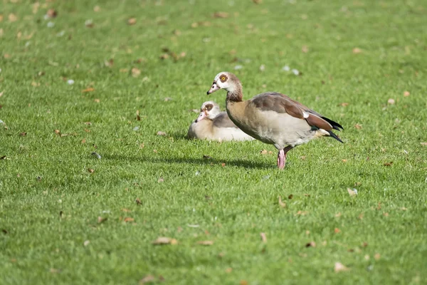 Zwei Enten Auf Gras Ufer Des Eckensees Schlosspark Der Innenstadt — Stockfoto