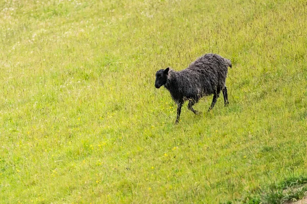 Black Sheep Green Slope Shot Bright Cloudy Light Jillinge Sjaellands — Fotografia de Stock