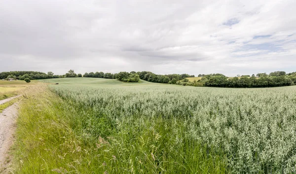 Landscape Large Oat Fields Hilly Countryside Shot Harreshojvej Hovestaden Denmark — ストック写真