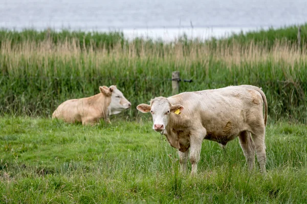 Cows Green Shore Oresund Sea Shot Bright Cloudy Light Niva — 스톡 사진