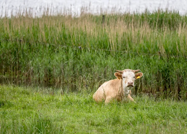 Cow Laying Grass Green Shore Oresund Sea Shot Bright Cloudy — Fotografia de Stock