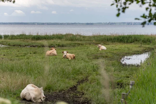 Landscape Group Cows Laying Grass Green Shore Oresund Sea Shot — Fotografia de Stock