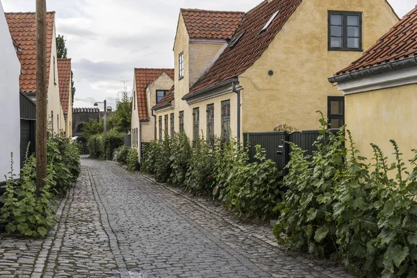 Cityscape Lush Hollyock Plants Cobbled Pavement Lane Traditional Picturesque Houses — Stockfoto