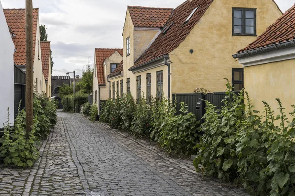 Cityscape Lush Hollyock Plants Cobbled Pavement Lane Traditional Picturesque Houses — Stock Fotó