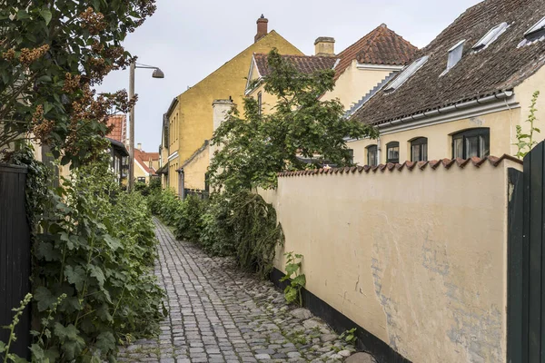 Cityscape Lush Hollyock Plants Cobbled Pavement Narrow Lane Traditional Picturesque — стоковое фото
