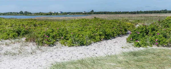 Landscape Blossomig Bushes Sand Lagoon Green Shore Koge Bay Shot — 图库照片