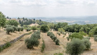 hilly landscape of mild slopes with olive trees and green cypress , shot in bright summer light near Castellina in Chianti,  Siena, Tuscany, Italy