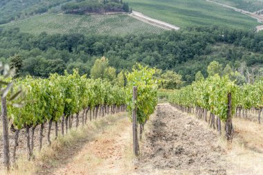  grapevines row in large vineyard on mild green slopes, shot in bright summer light near Castellina in Chianti,  Siena, Tuscany, Italy