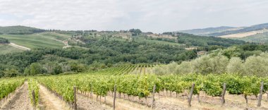 hilly landscape with rows of vines in large vineyard on mild green slopes, shot in bright summer light near Castellina in Chianti,  Siena, Tuscany, Italy