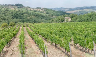 hilly landscape with rows of grapevines in large vineyard on mild green slopes, shot in bright summer light near Greve in Chianti,  Siena, Tuscany, Italy